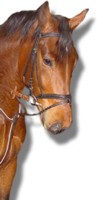 pferd